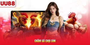 chăm gà chọi con