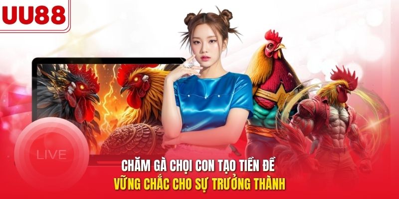 Chăm gà chọi con tạo tiền đề vững chắc cho sự trưởng thành