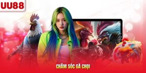 chăm sóc gà chọi